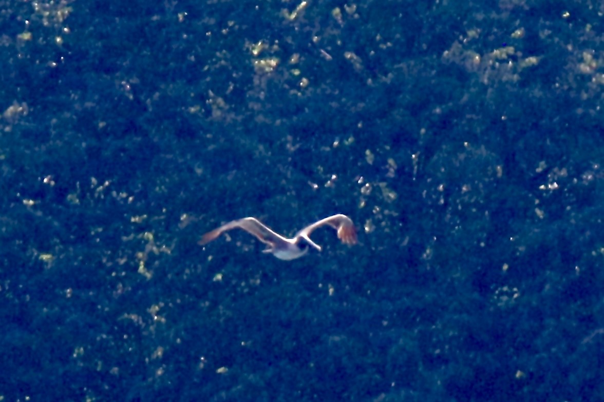Brown Pelican - ML638436927