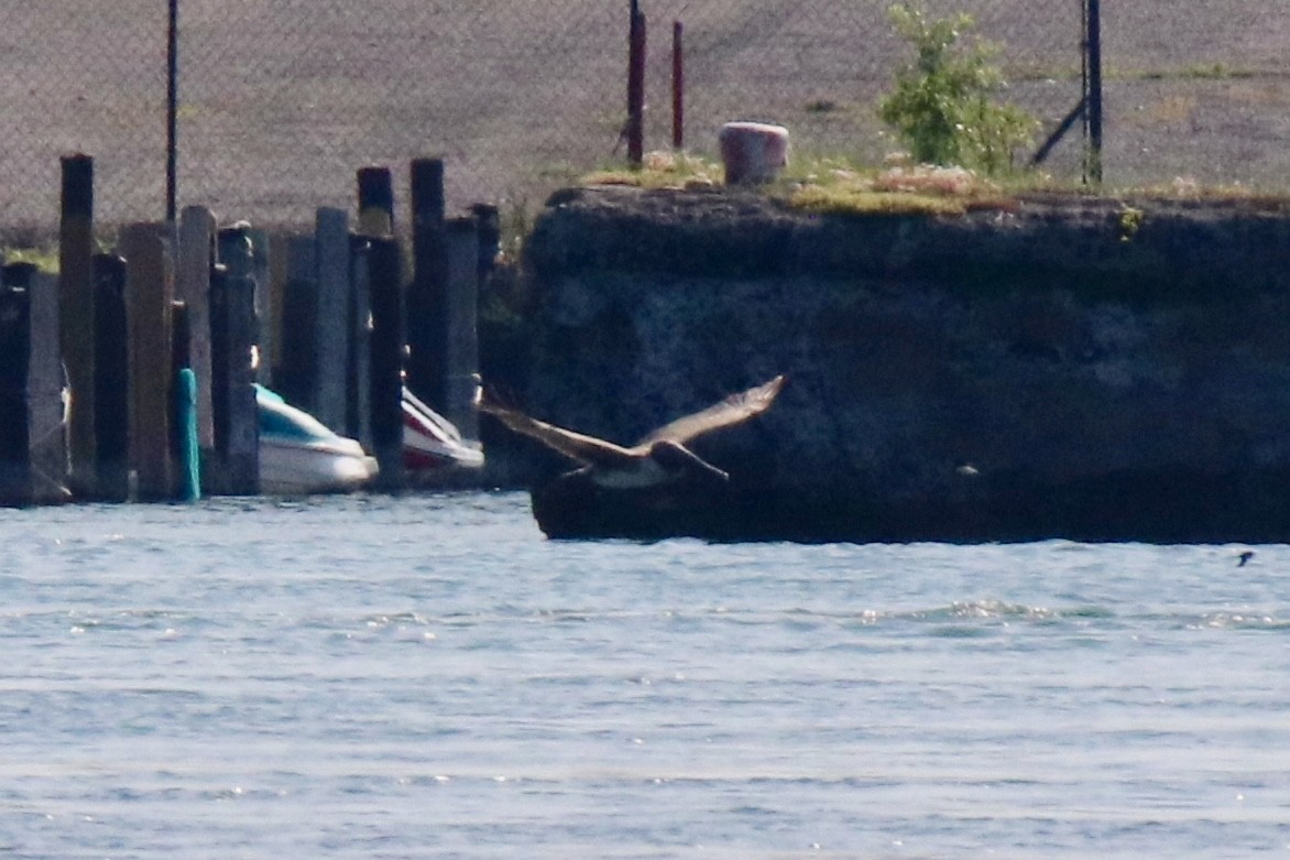 Brown Pelican - ML638436928