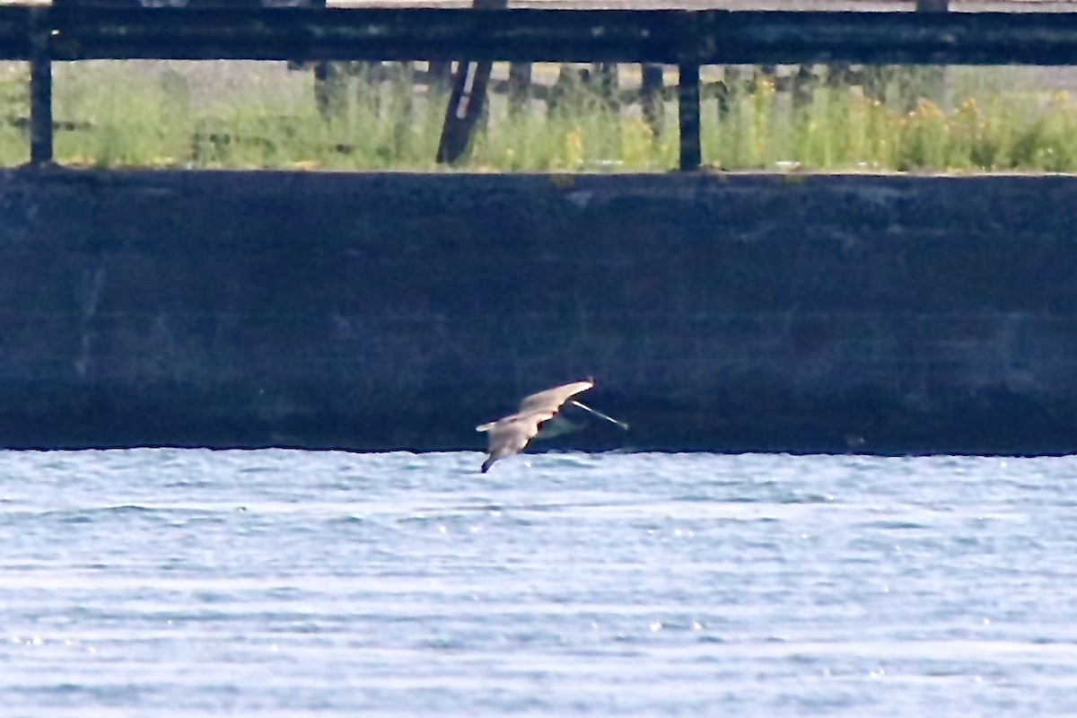 Brown Pelican - ML638436929