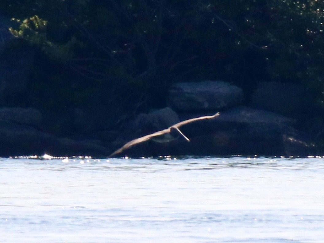 Brown Pelican - ML638436930