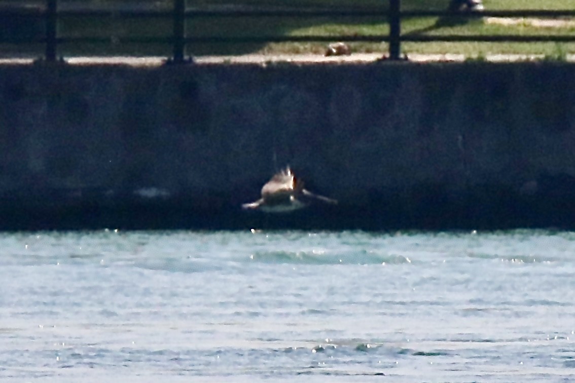 Brown Pelican - ML638436931