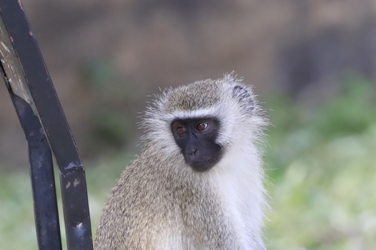 Animals - ML638436934