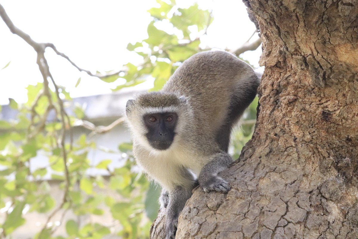 Animals - ML638436935