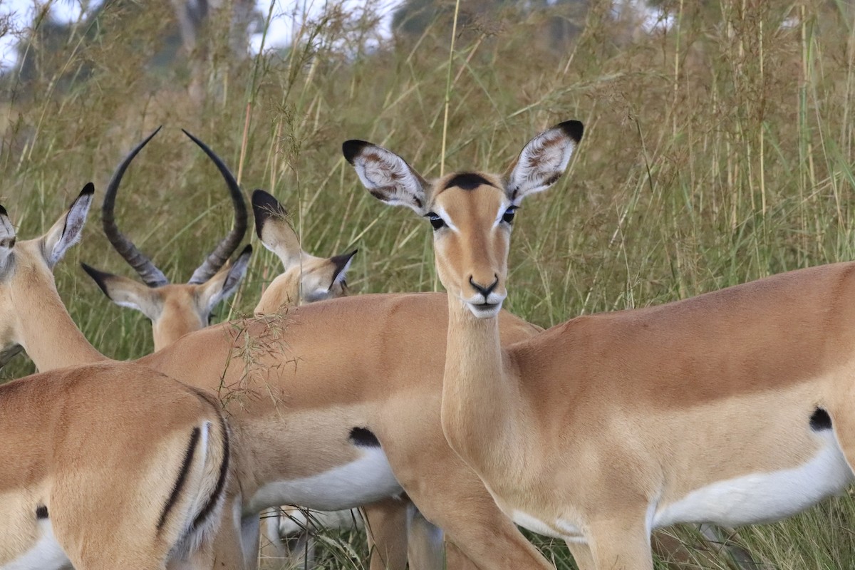 Animals - ML638436936