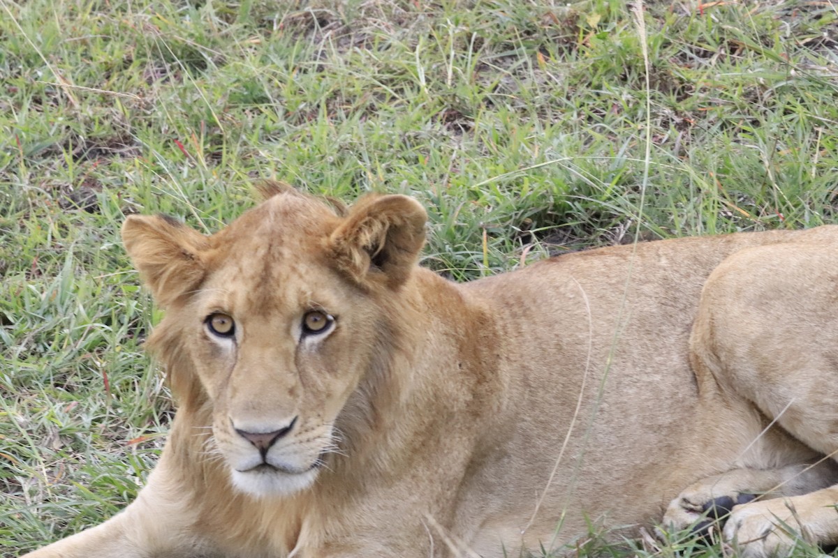 Animals - ML638436937