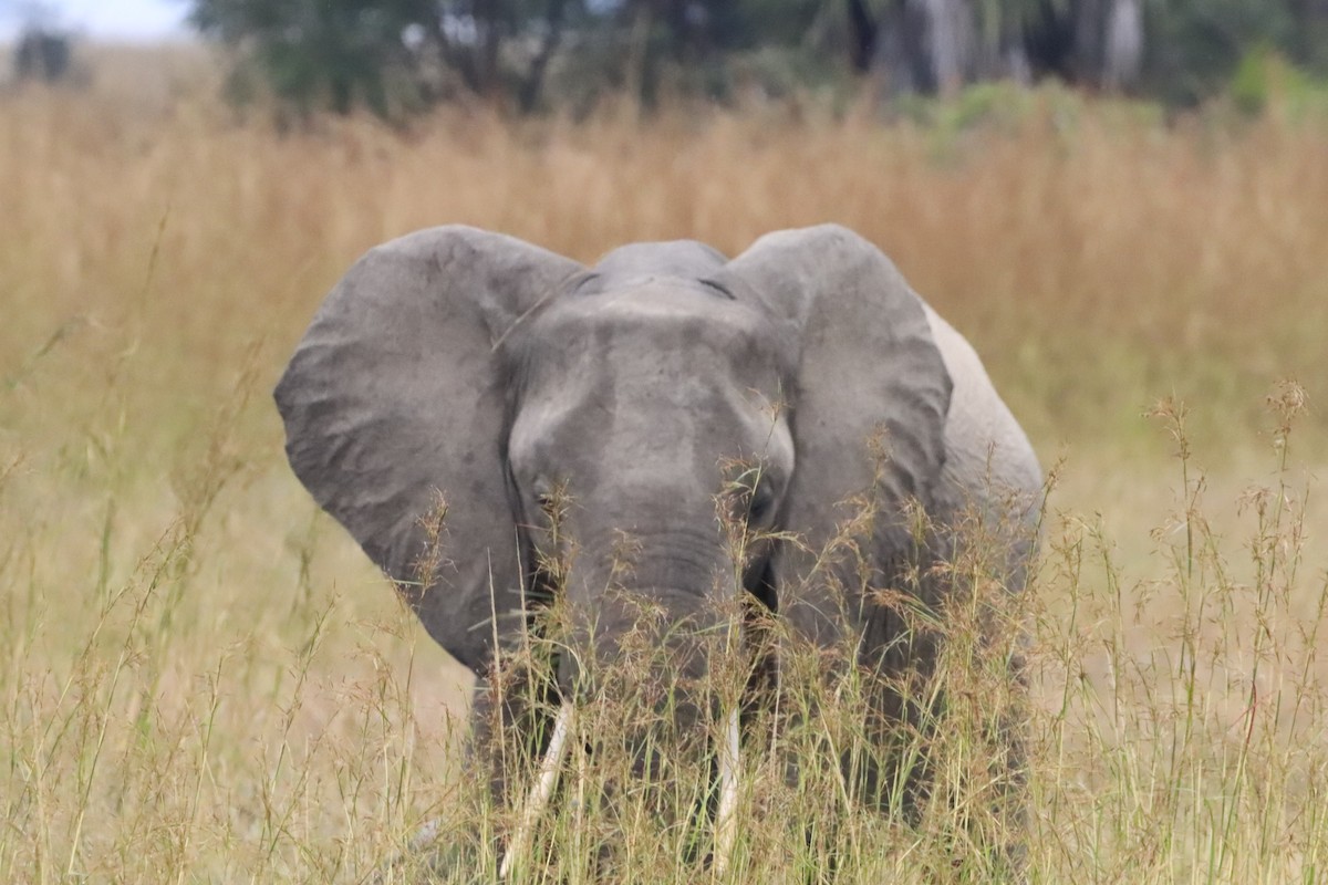 Animals - ML638436938