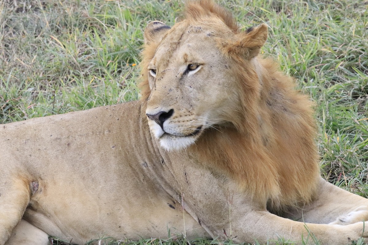 Animals - ML638436939