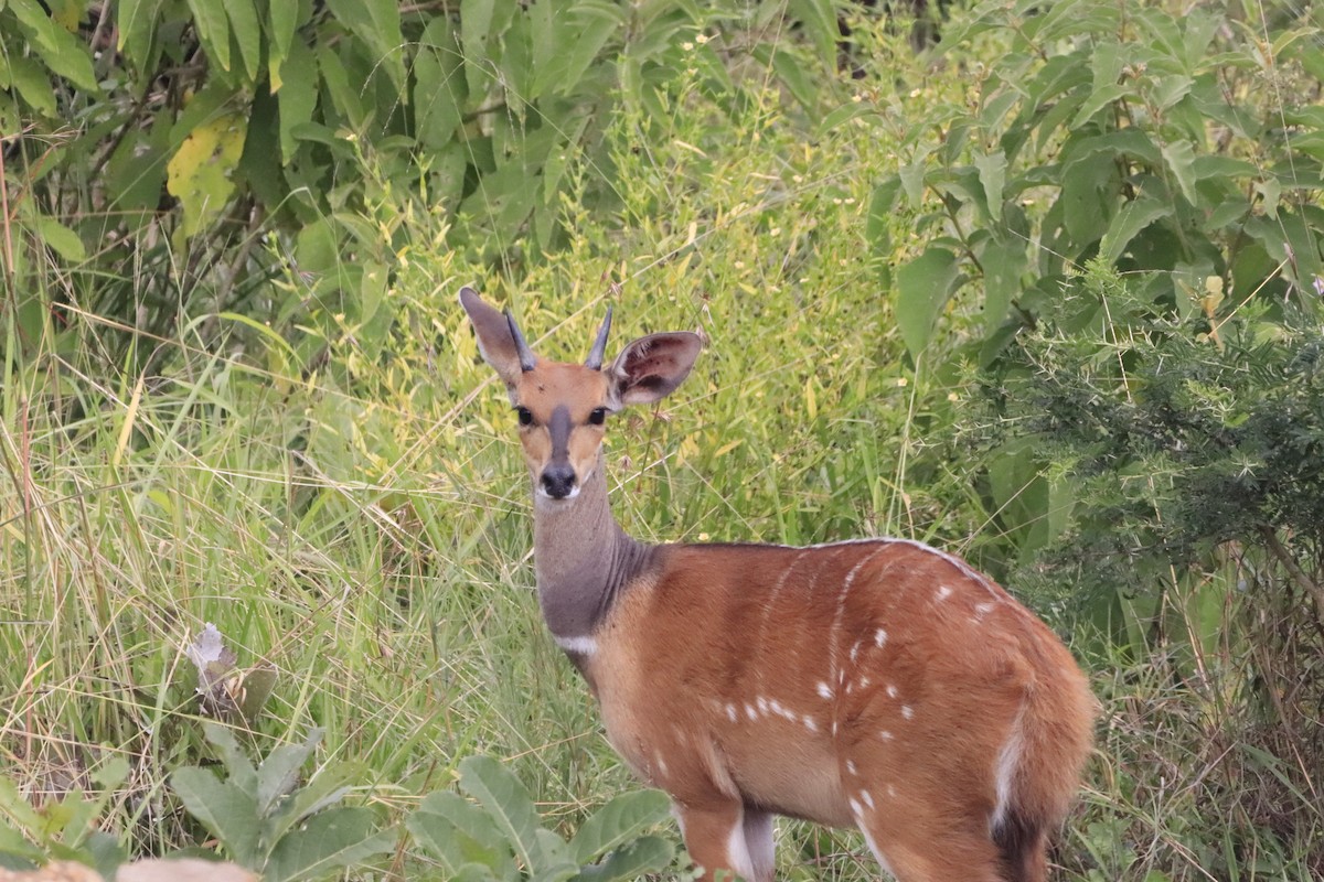 Animals - ML638436940