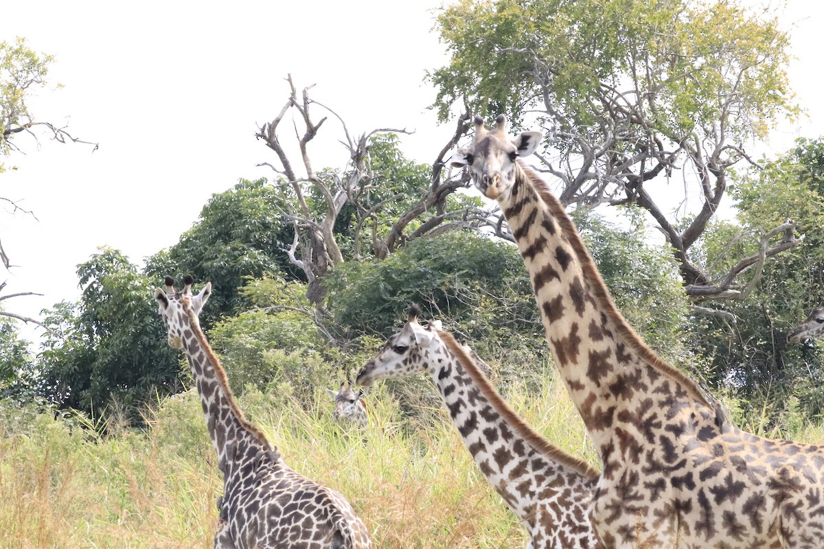 Animals - ML638436941