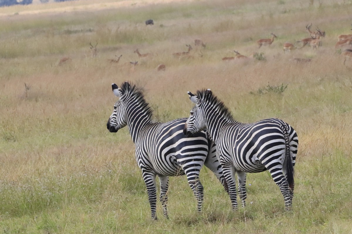 Animals - ML638436942