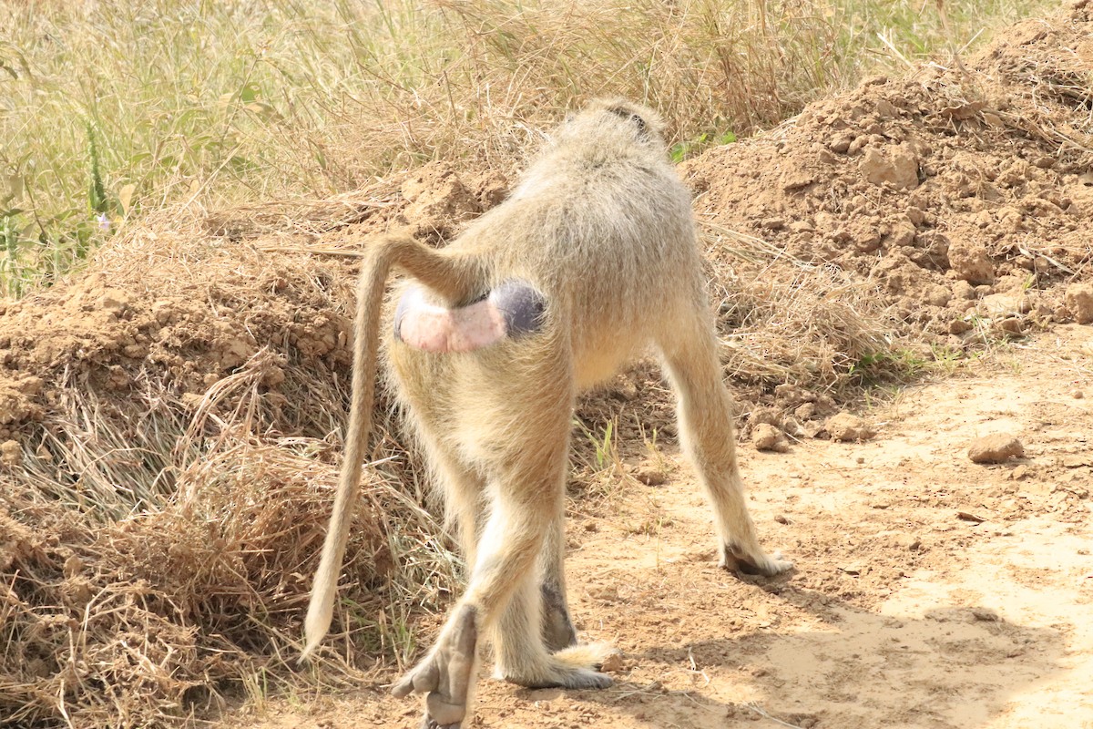 Animals - ML638436944