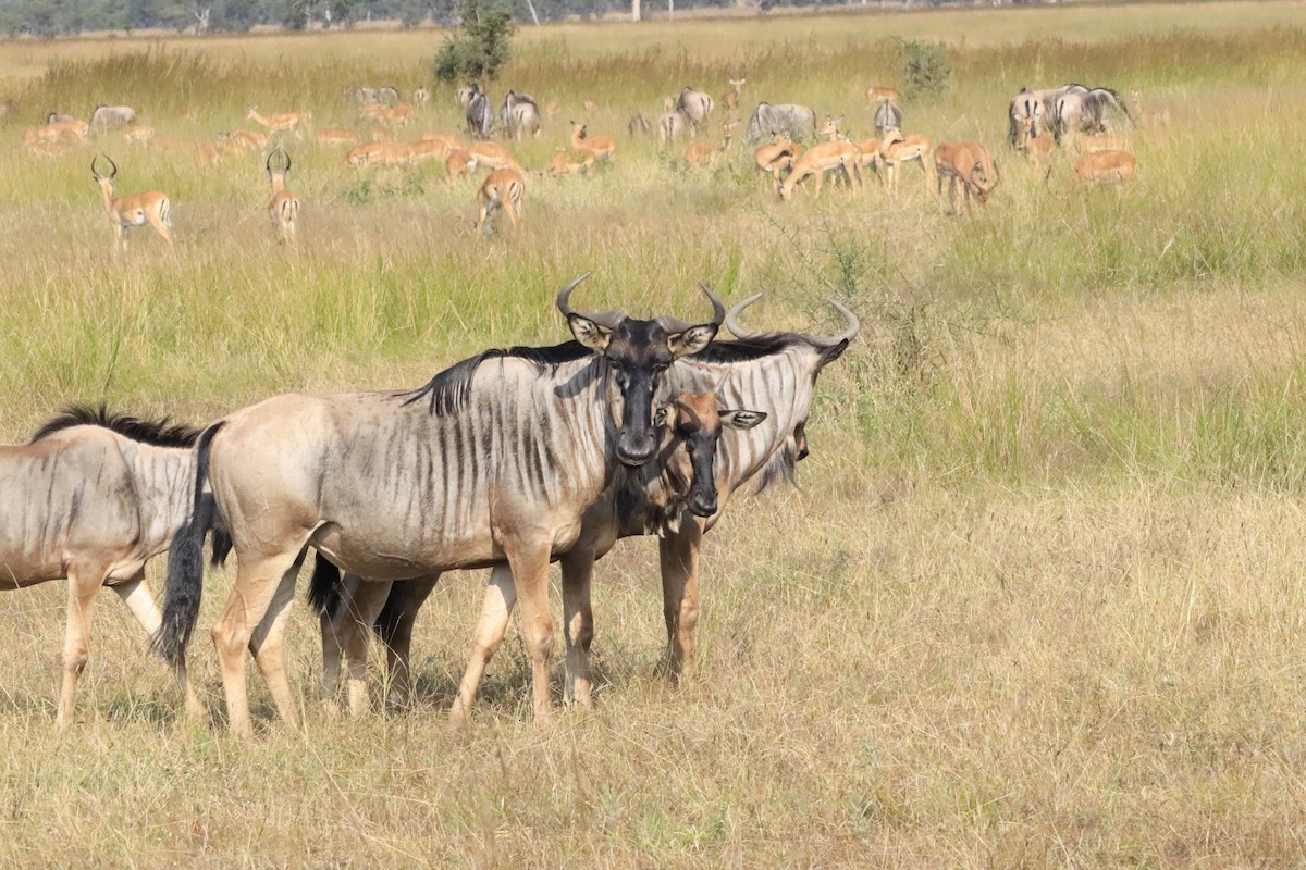 Animals - ML638436945