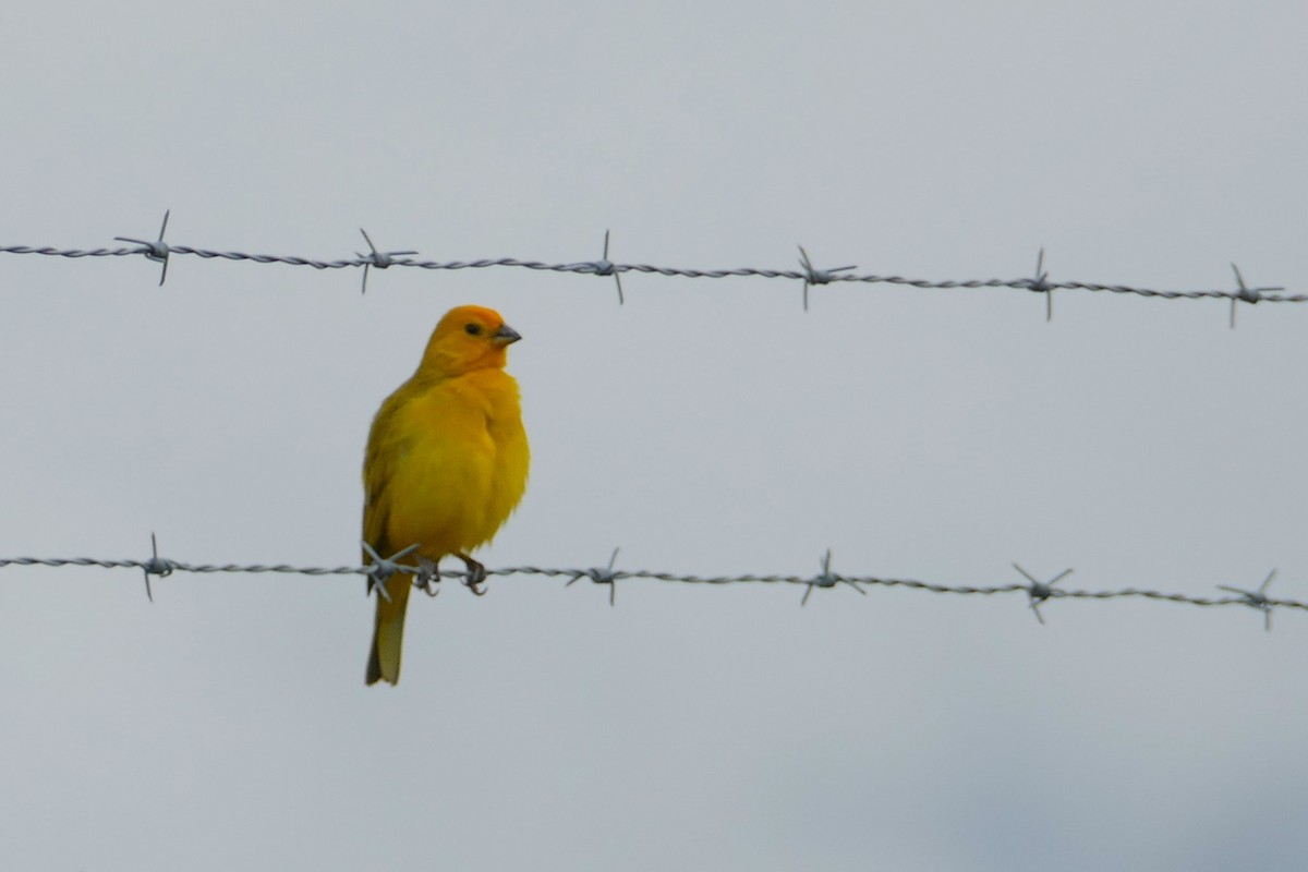 Saffron Finch - ML638436989