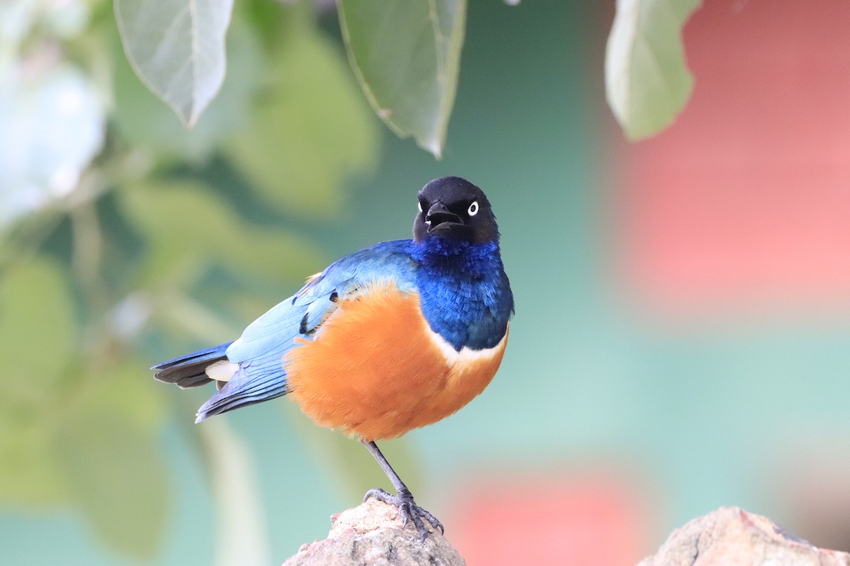 Superb Starling - ML638437011
