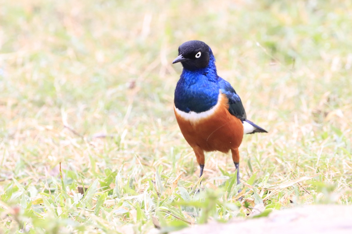 Superb Starling - ML638437012
