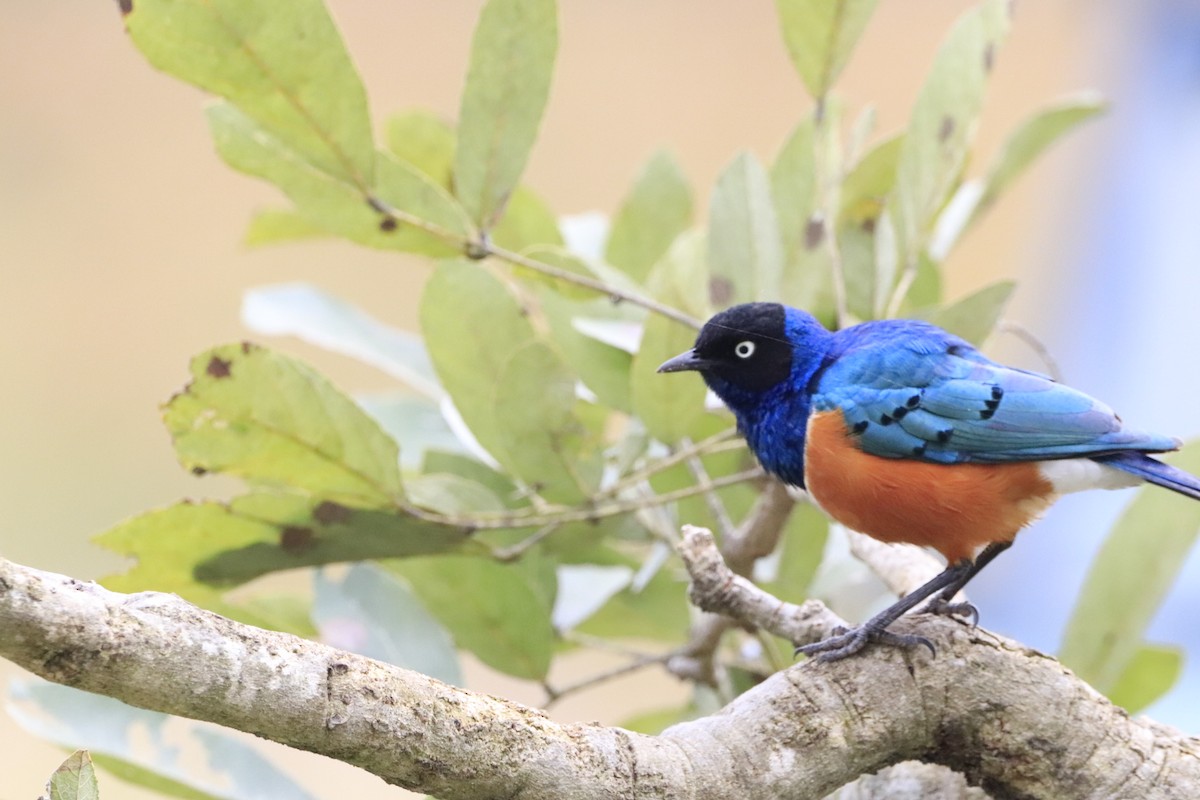 Superb Starling - ML638437013