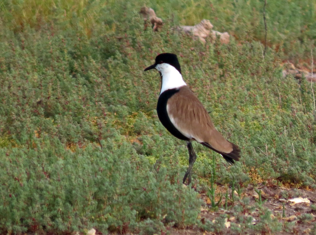 Spur-winged Lapwing - ML638437041
