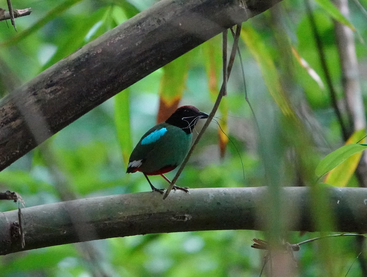Western Hooded Pitta - ML638437078