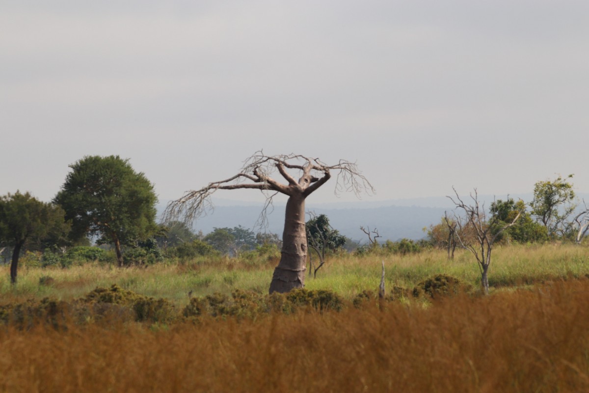 Animals - ML638437118