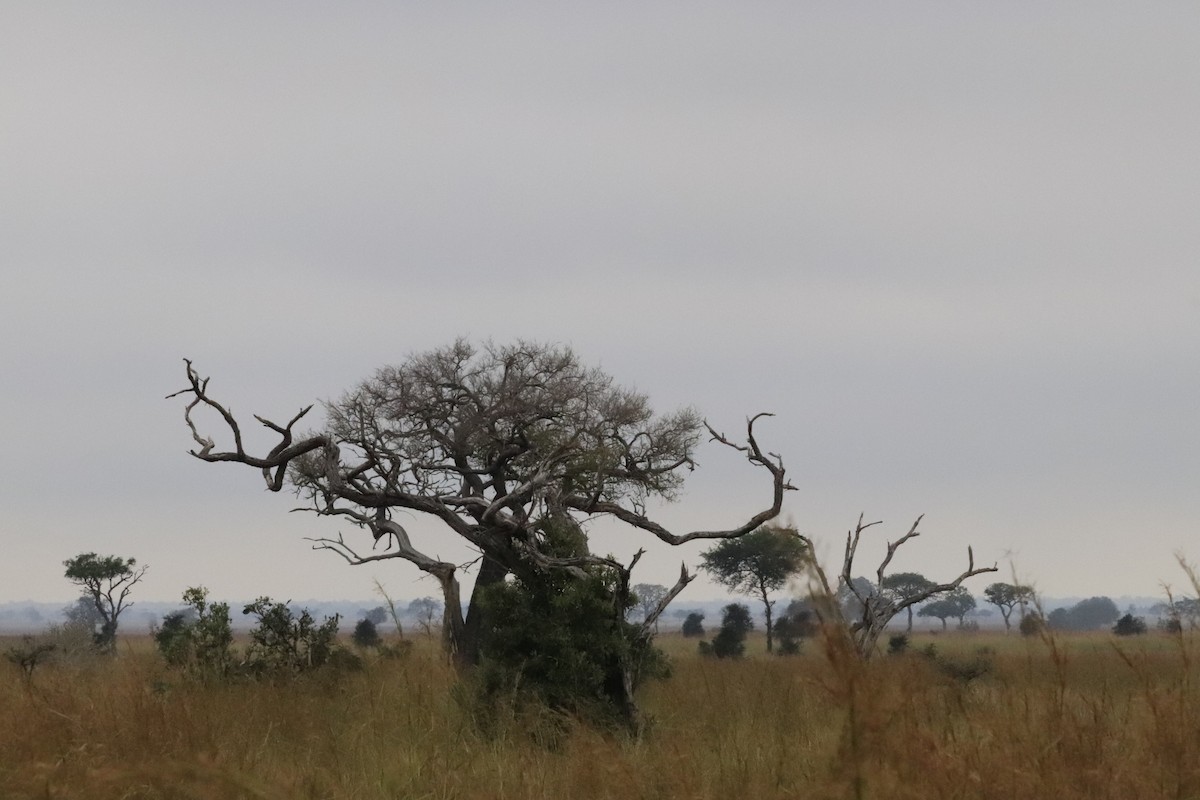 Animals - ML638437119