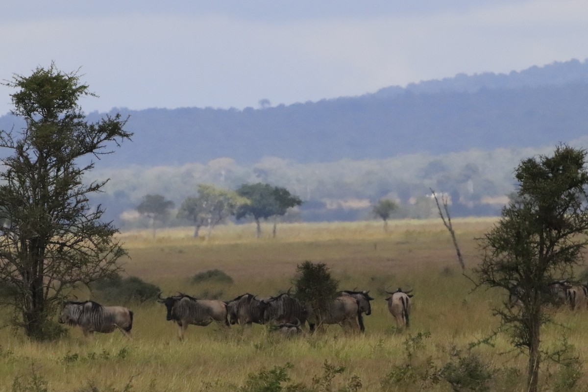 Animals - ML638437120