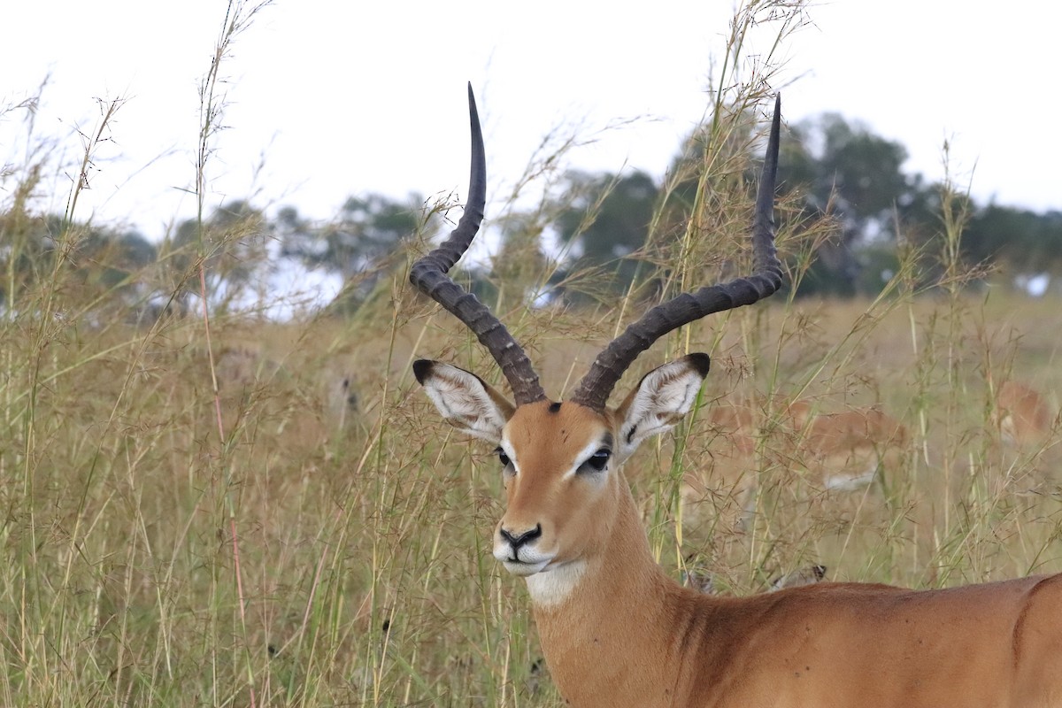 Animals - ML638437121