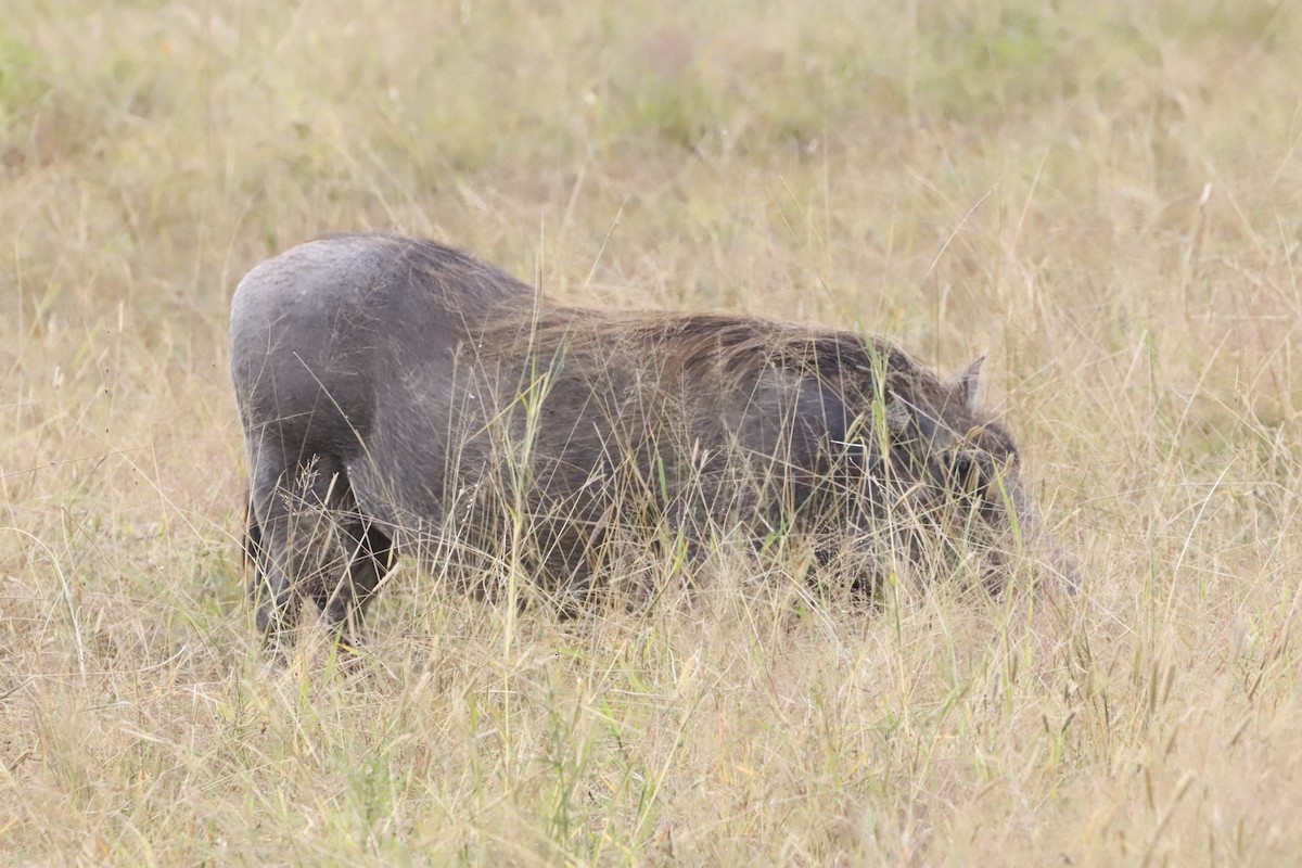 Animals - ML638437122