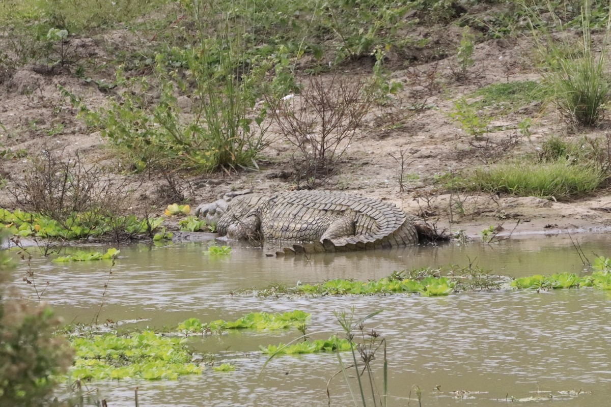 Animals - ML638437123