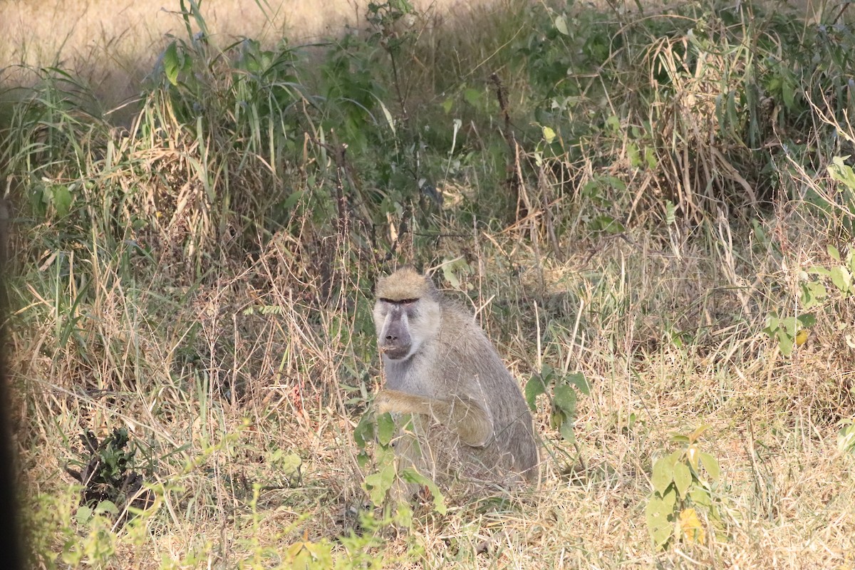 Animals - ML638437124