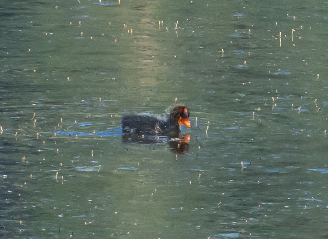 American Coot - ML638437144