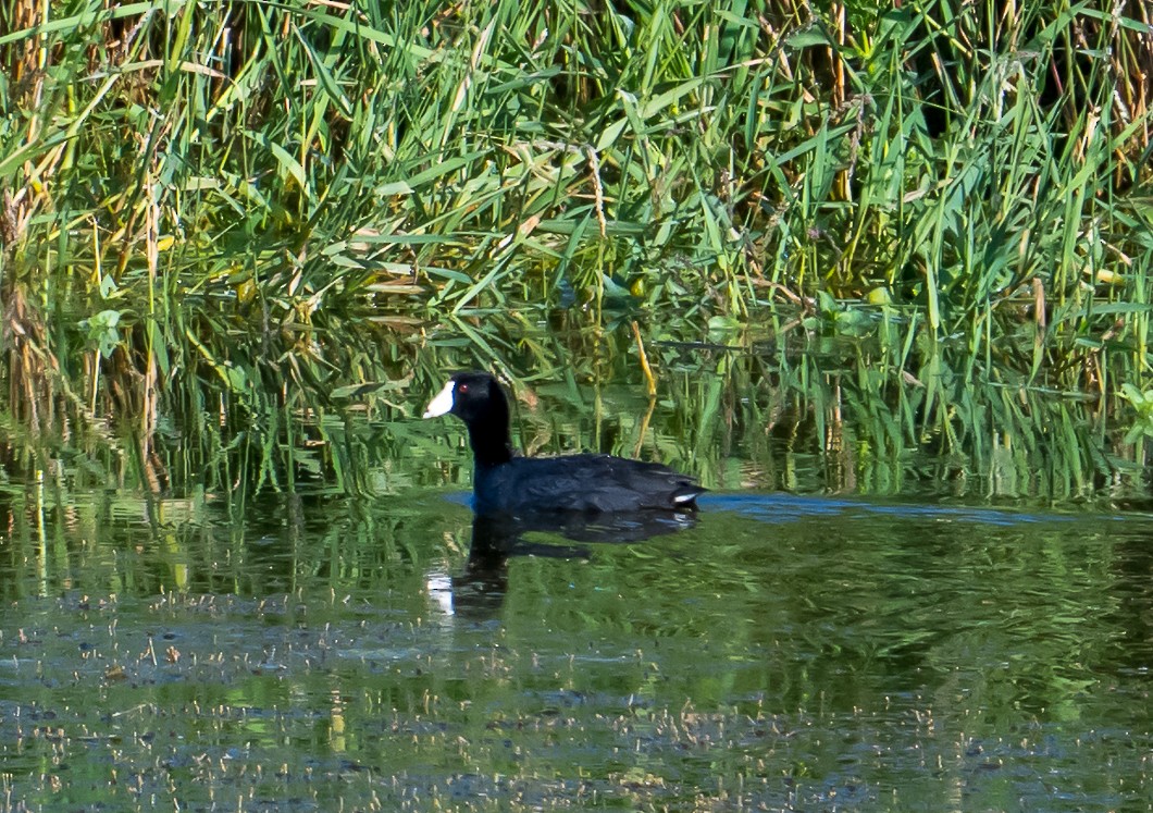 American Coot - ML638437148