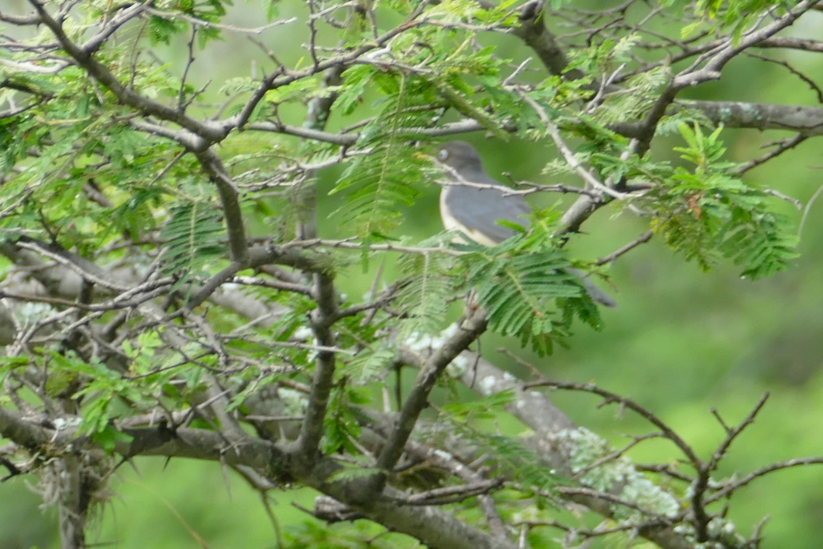Plumbeous-backed Thrush - ML638437152