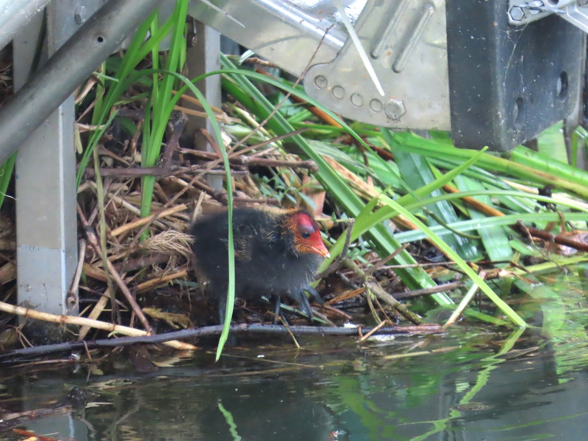 Eurasian Coot - ML638437159