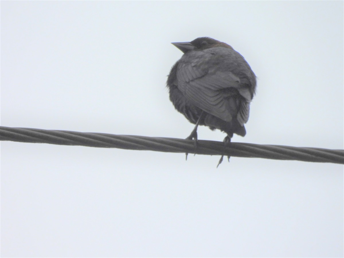 Brown-headed Cowbird - ML638437163
