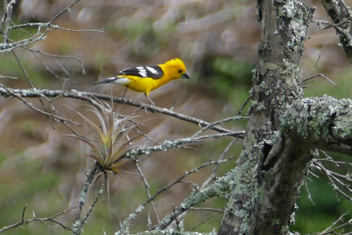 Golden Grosbeak - ML638437164