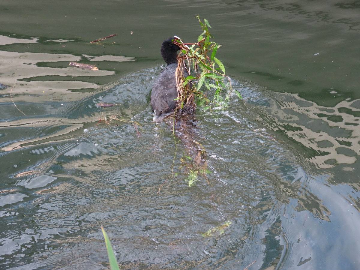 Eurasian Coot - ML638437169