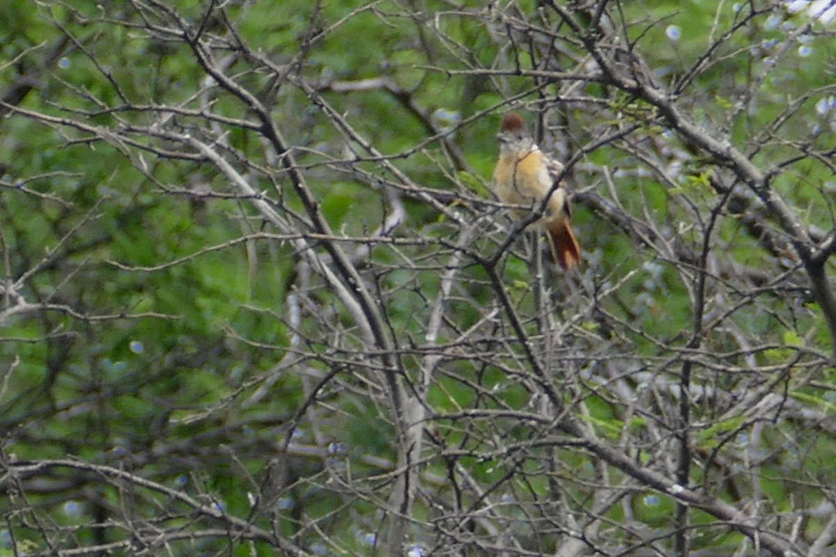 Collared Antshrike (Collared) - ML638437172