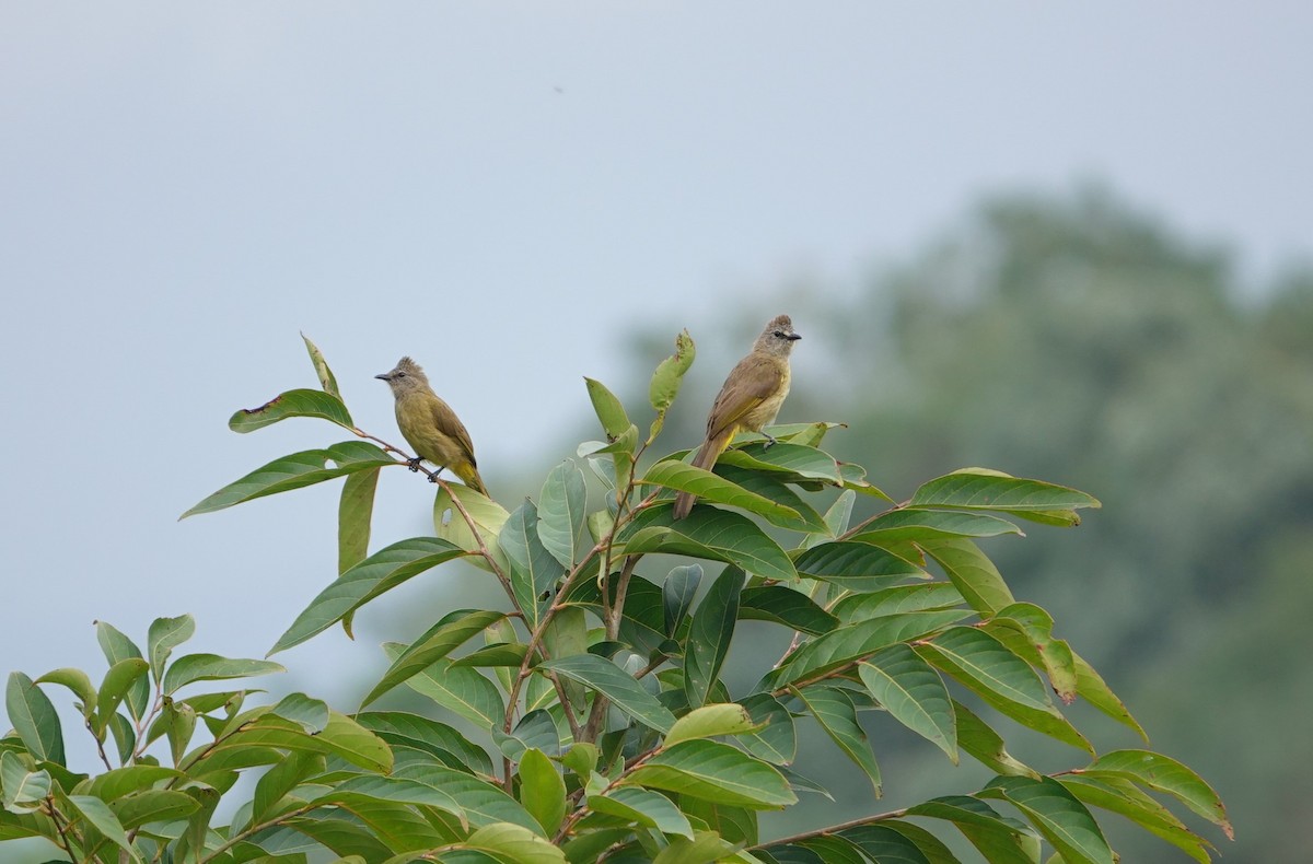 Flavescent Bulbul - ML638437192