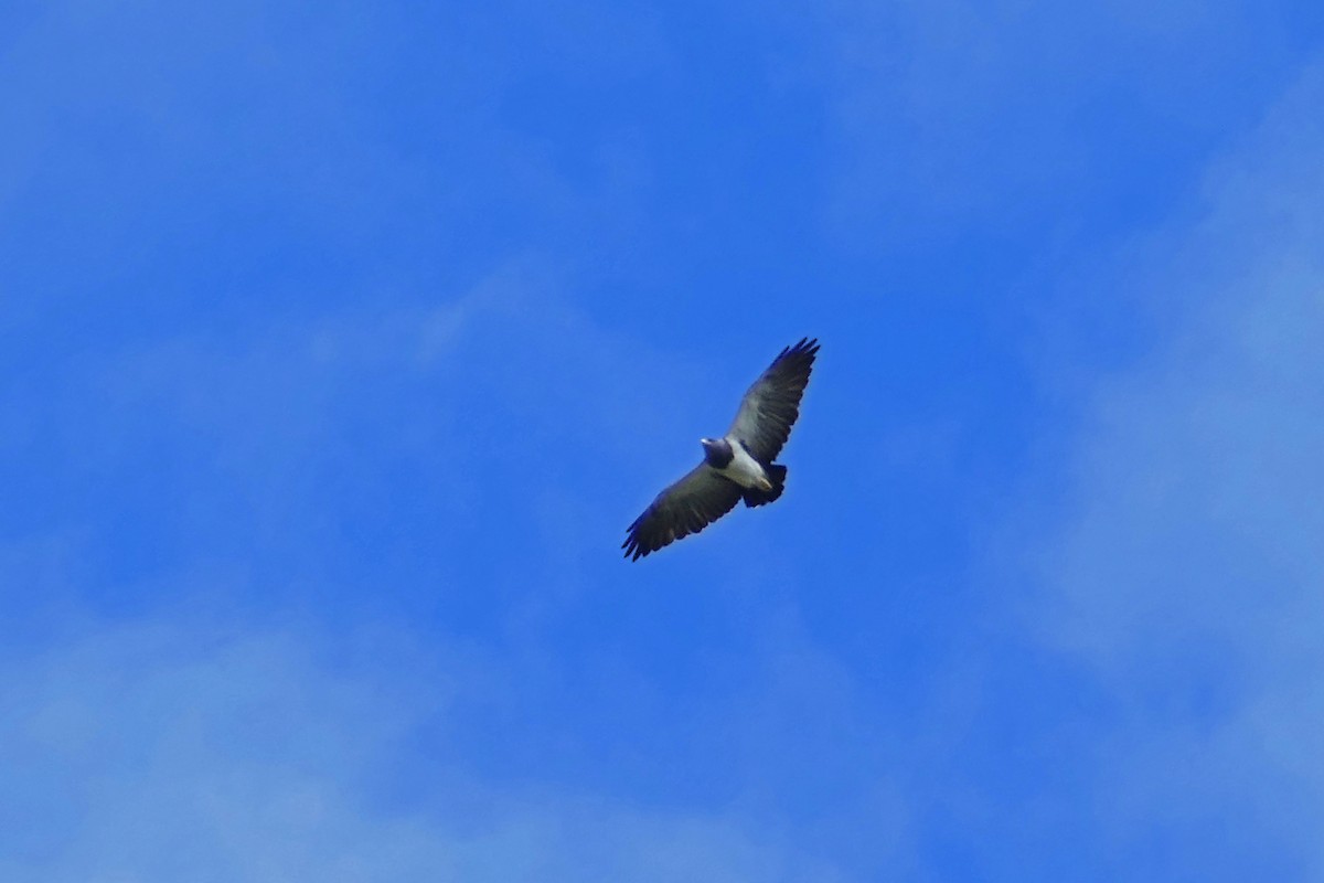 Black-chested Buzzard-Eagle - ML638437208