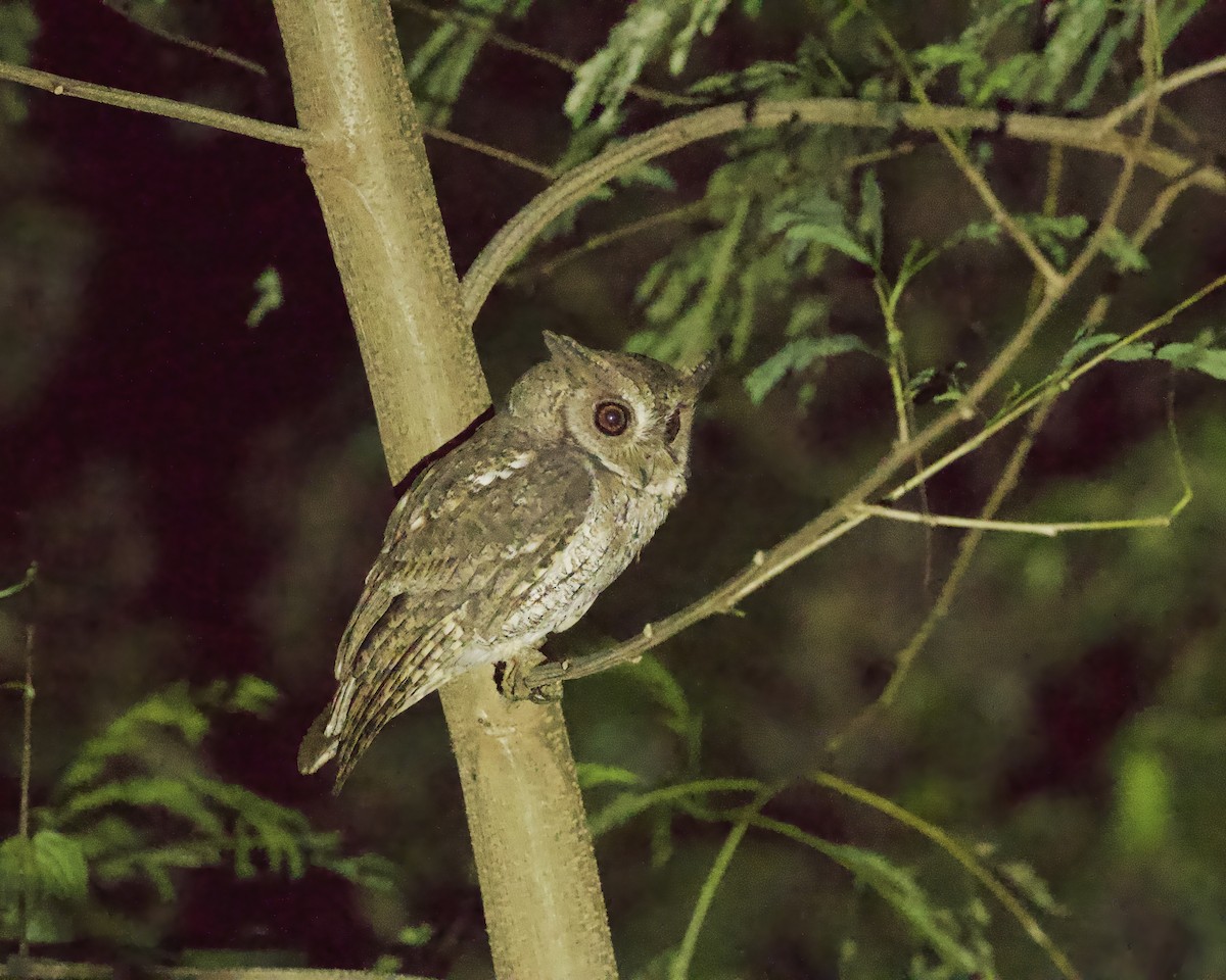 Moluccan Scops-Owl (Moluccan) - ML638437228