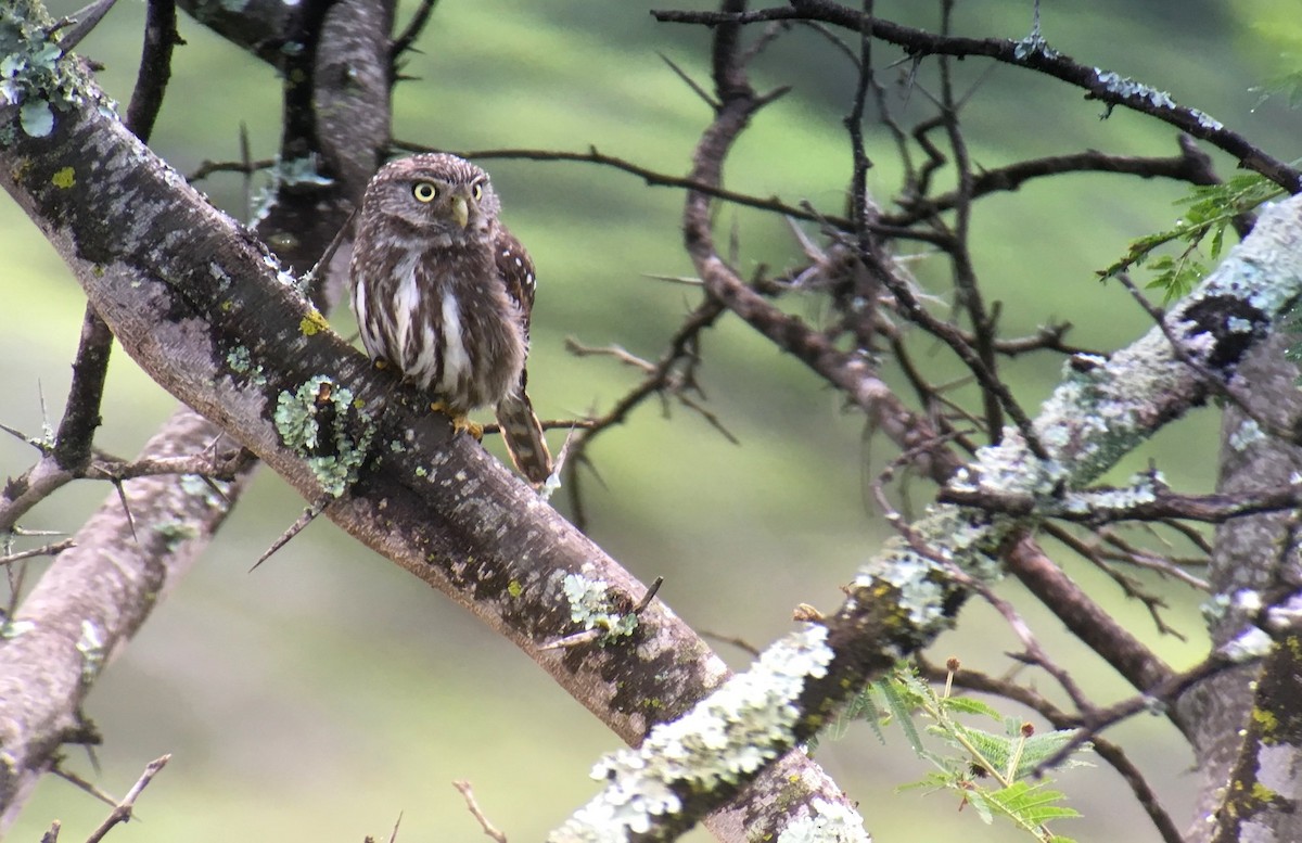 Peruvian Pygmy-Owl - ML638437231