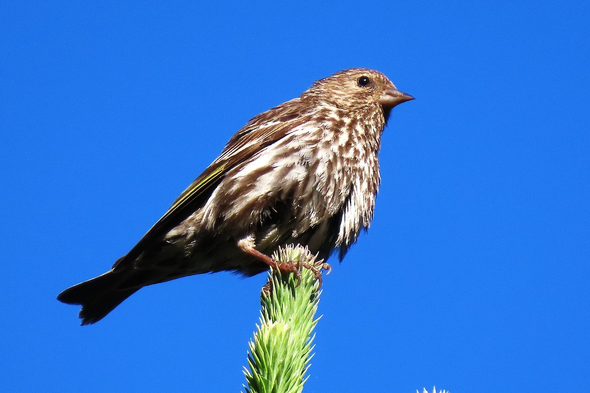 Pine Siskin - ML638437292