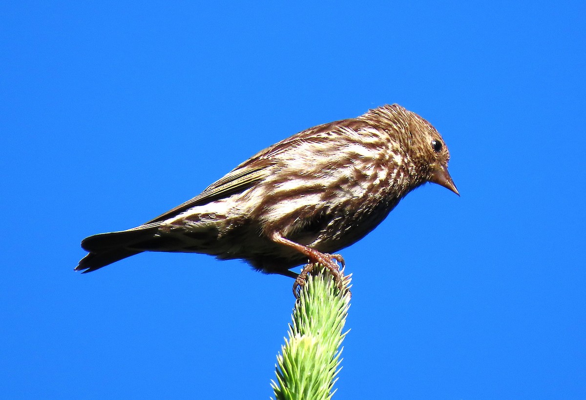 Pine Siskin - ML638437293