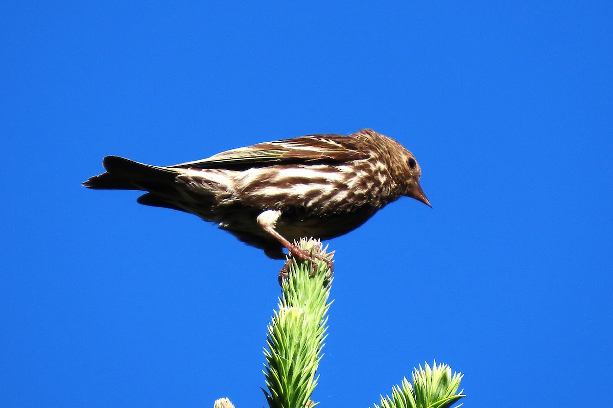 Pine Siskin - ML638437294