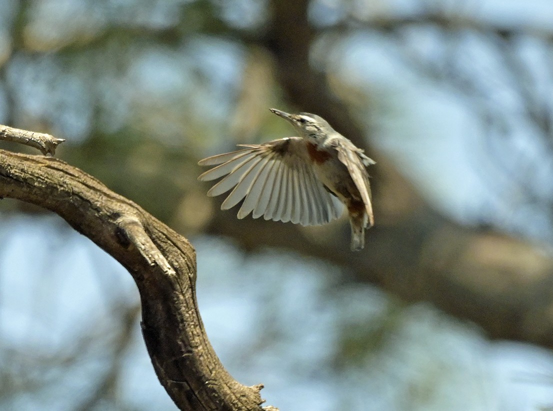 Krüper's Nuthatch - ML638437299