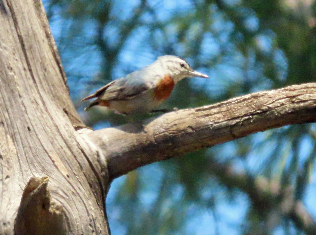 Krüper's Nuthatch - ML638437301