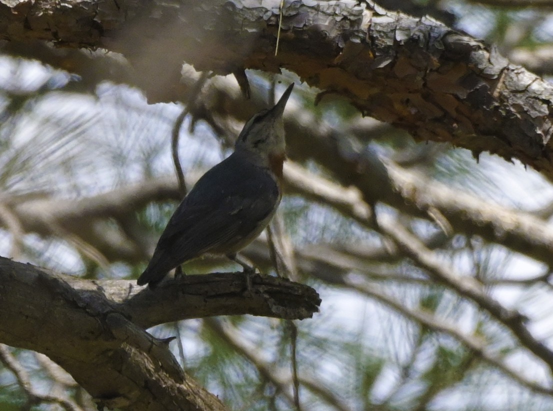Krüper's Nuthatch - ML638437305