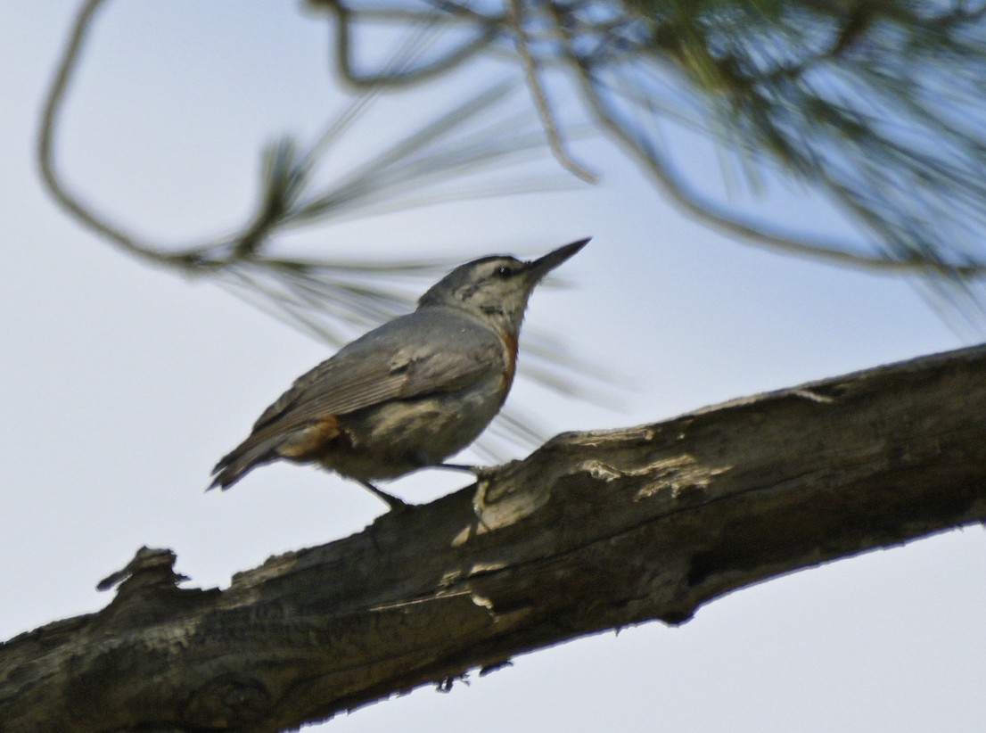 Krüper's Nuthatch - ML638437306