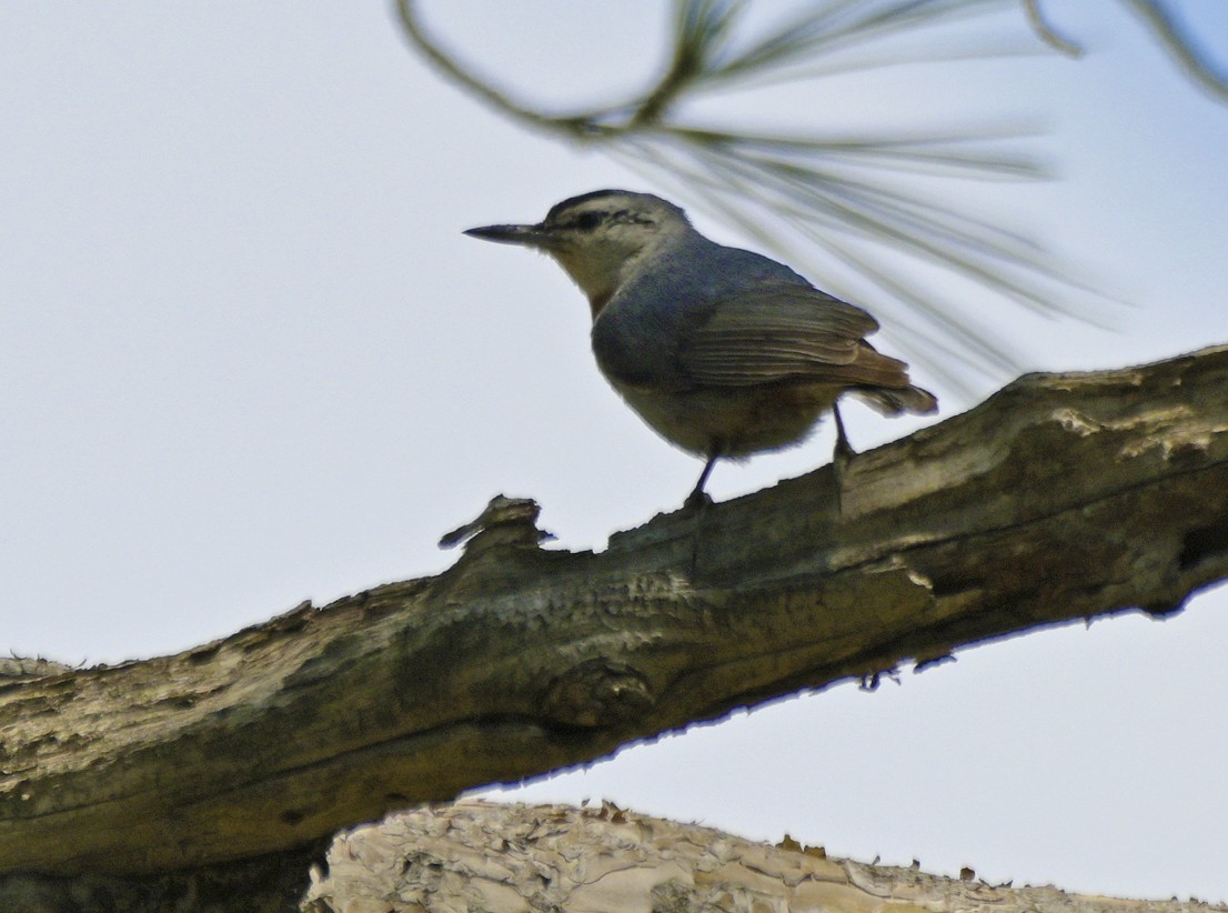 Krüper's Nuthatch - ML638437307