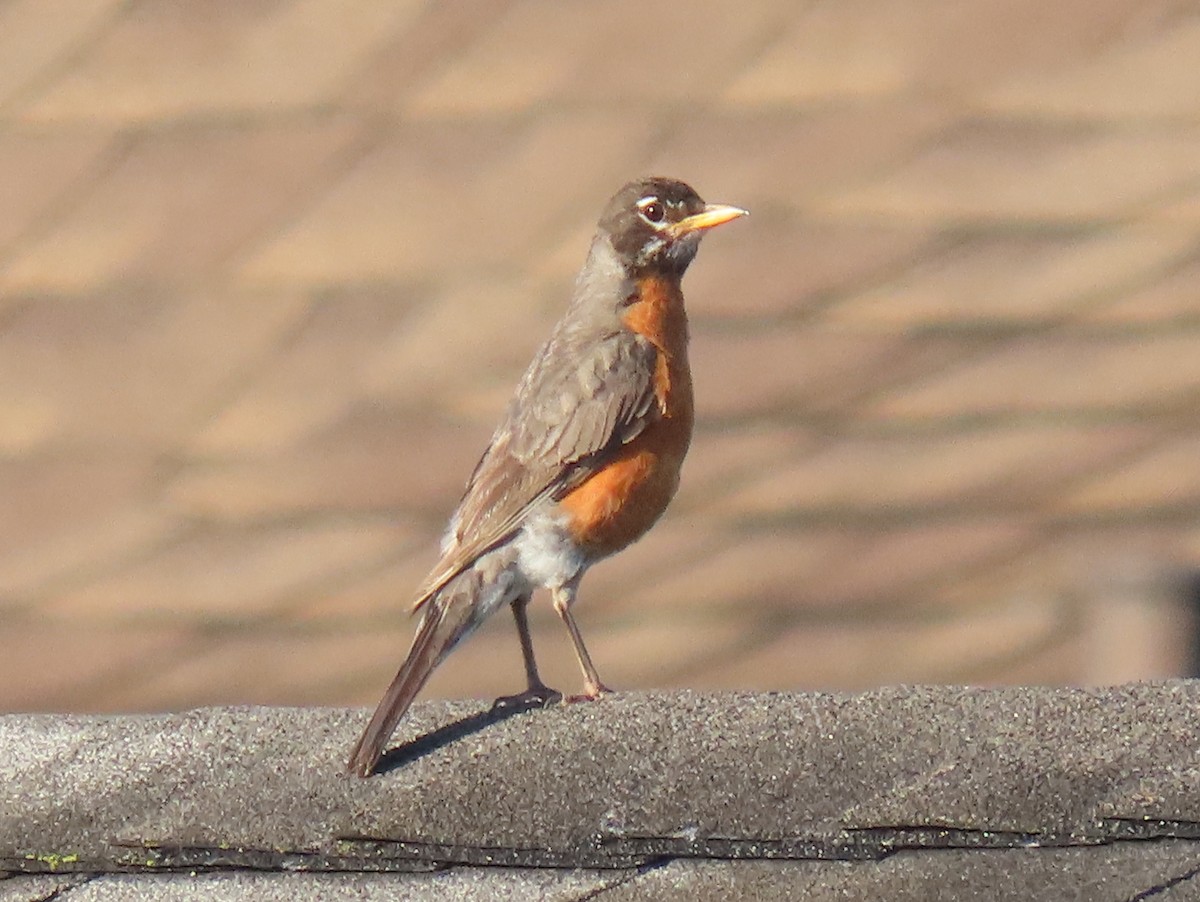 American Robin - ML638437368